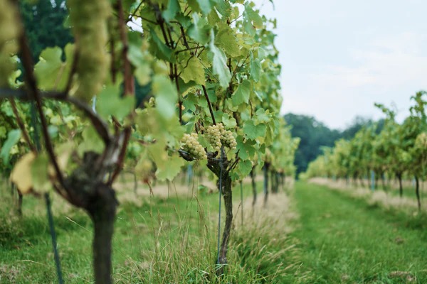 forty hall vineyard