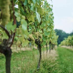 forty hall vineyard