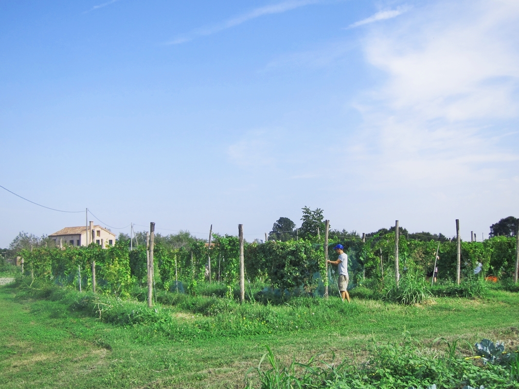 Vignole