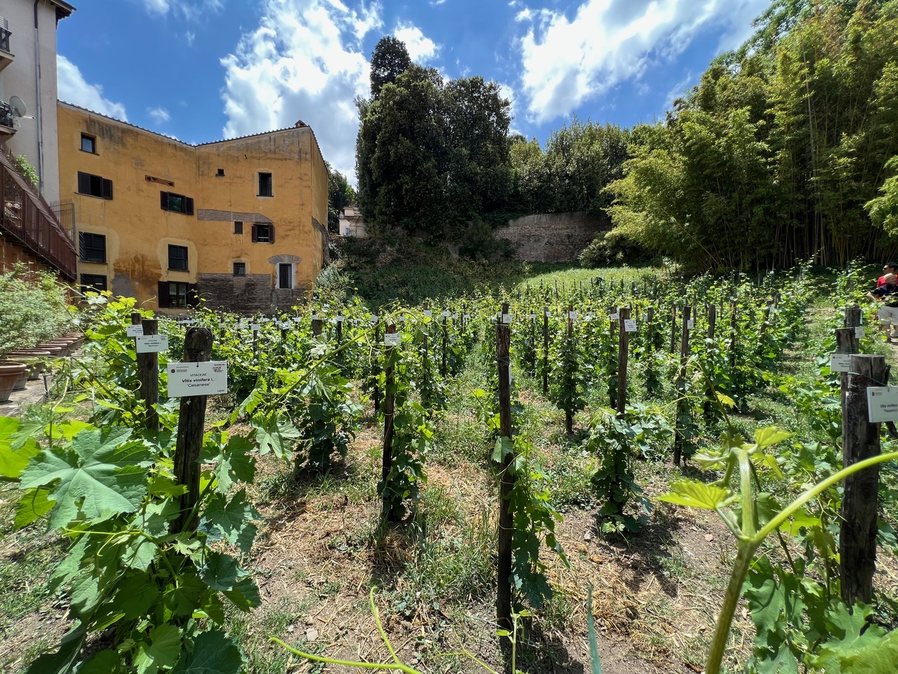 Vigneto Italia : Orto Botanico di Roma