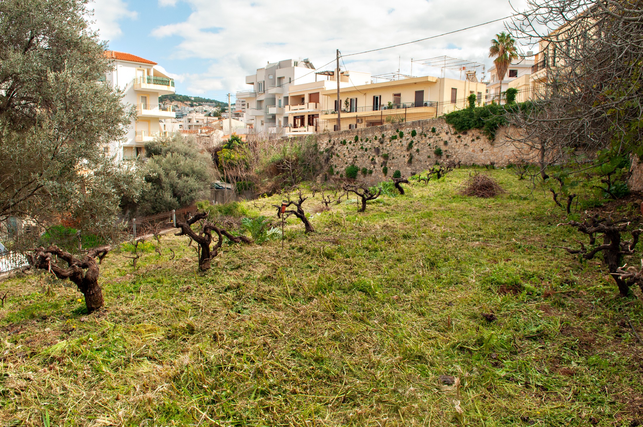 Eleftherios Venizelos Historic Vineyard